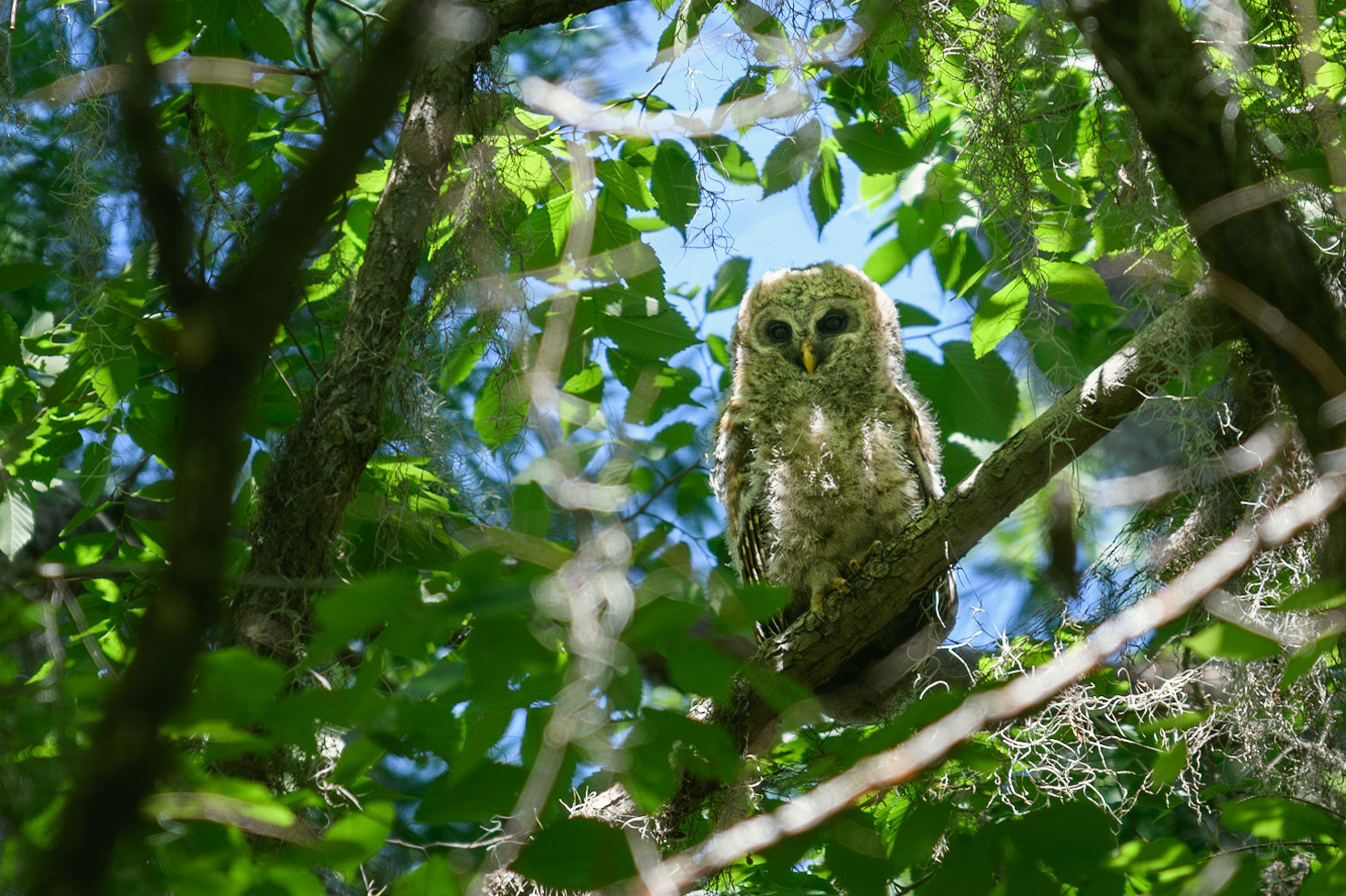 Barred Owlet