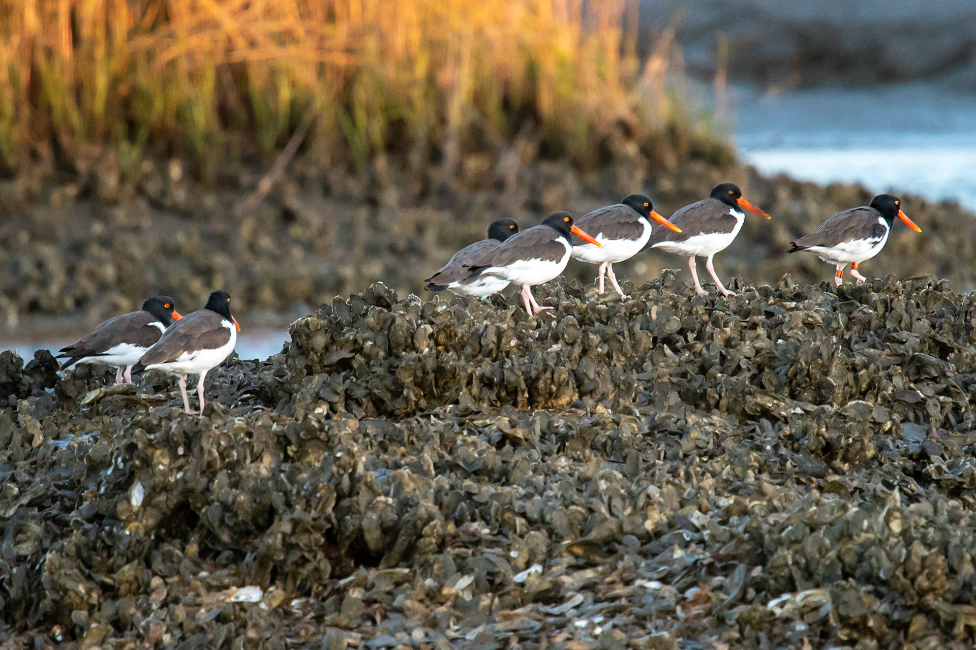 American Oystercatchers