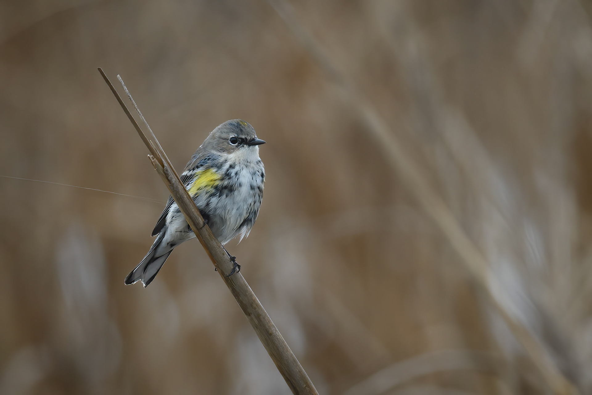 Yellow-Rumped Warbler