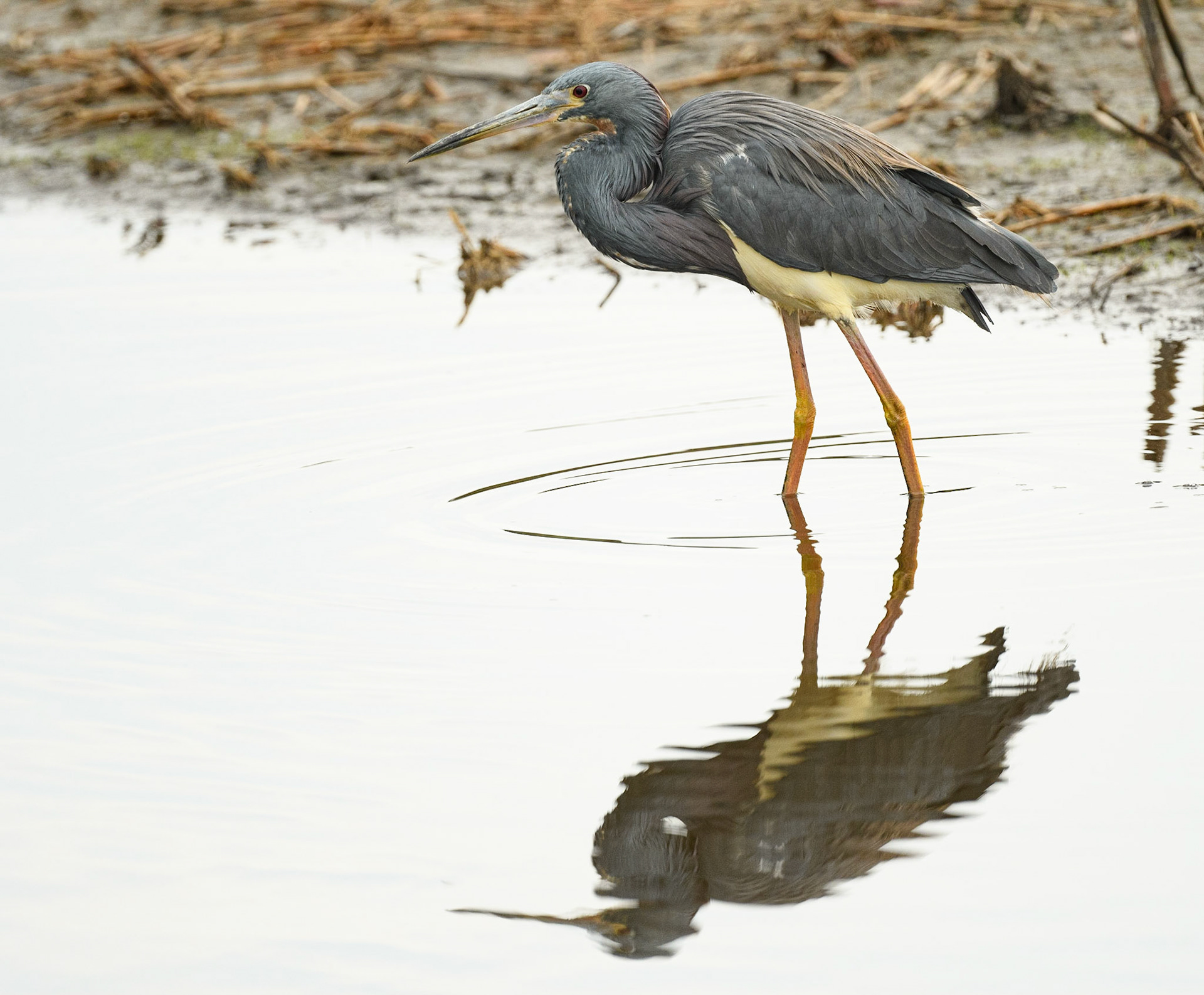 Tri-Colored Heron