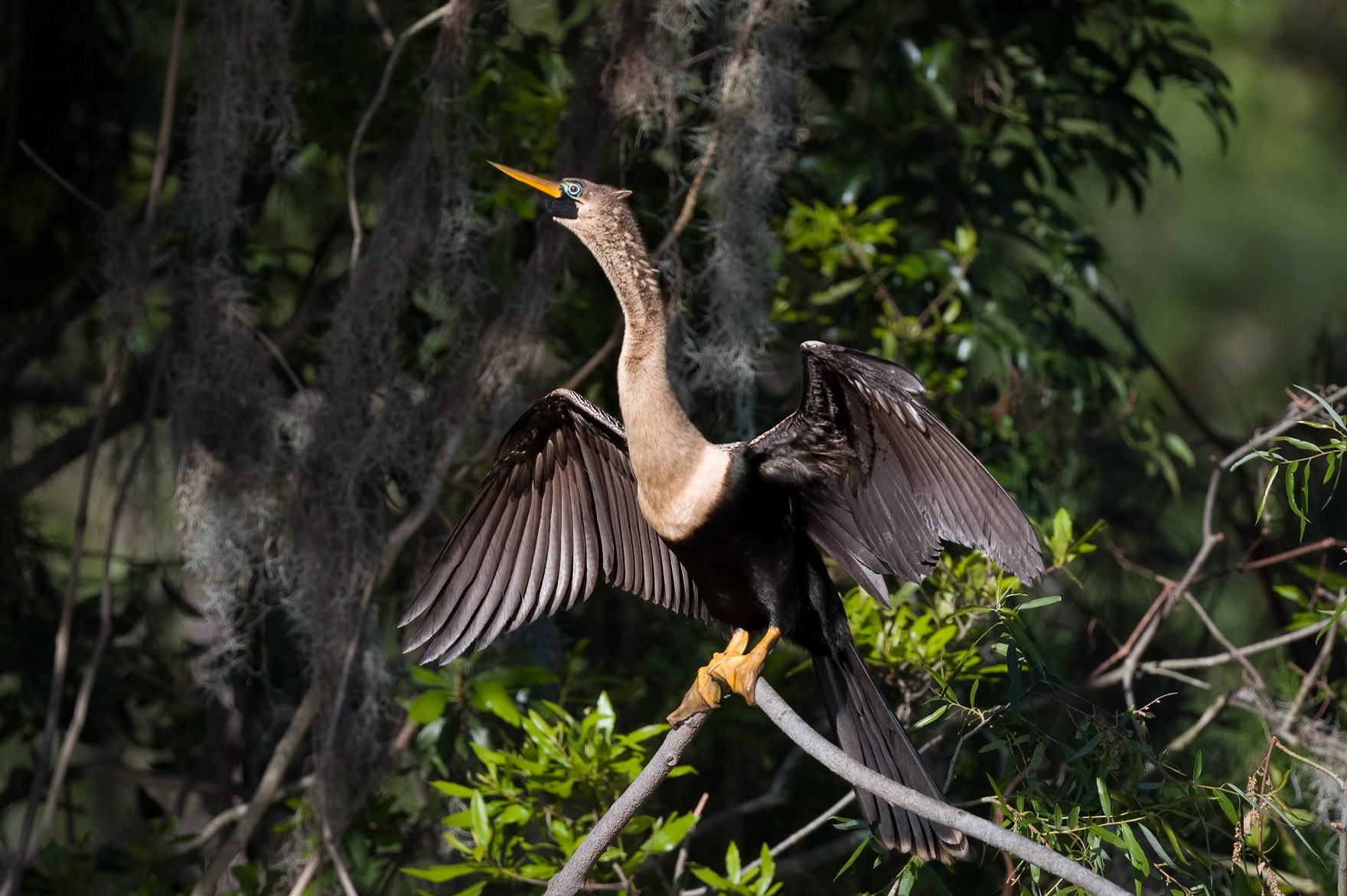 Anhinga