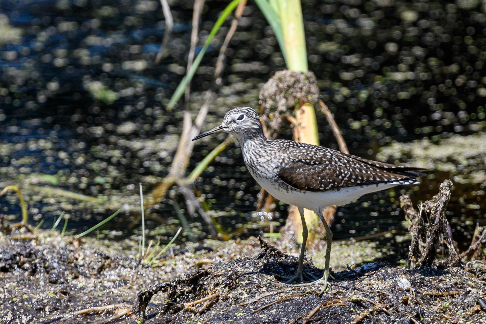 Solitary Sandpiper