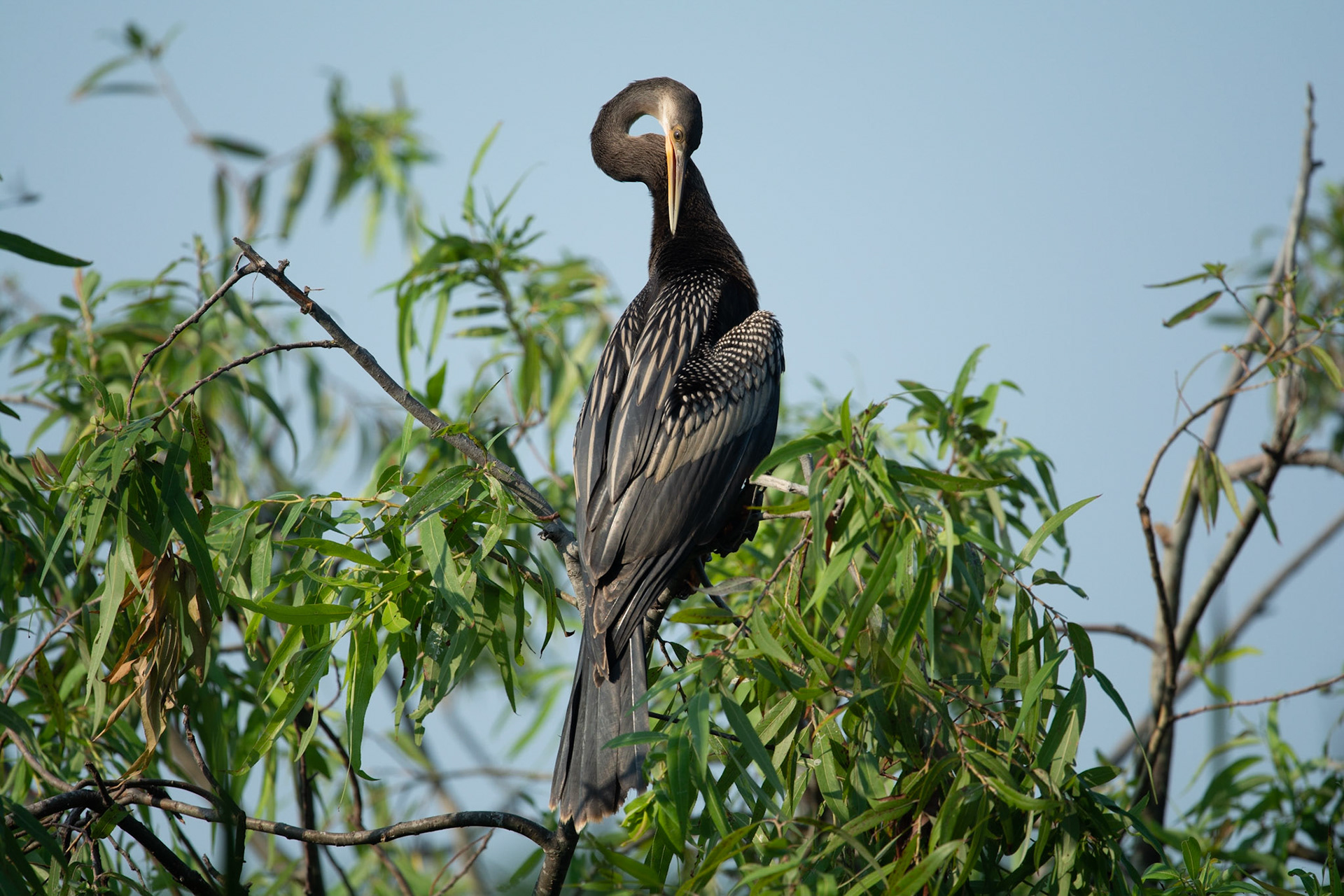 Anhinga