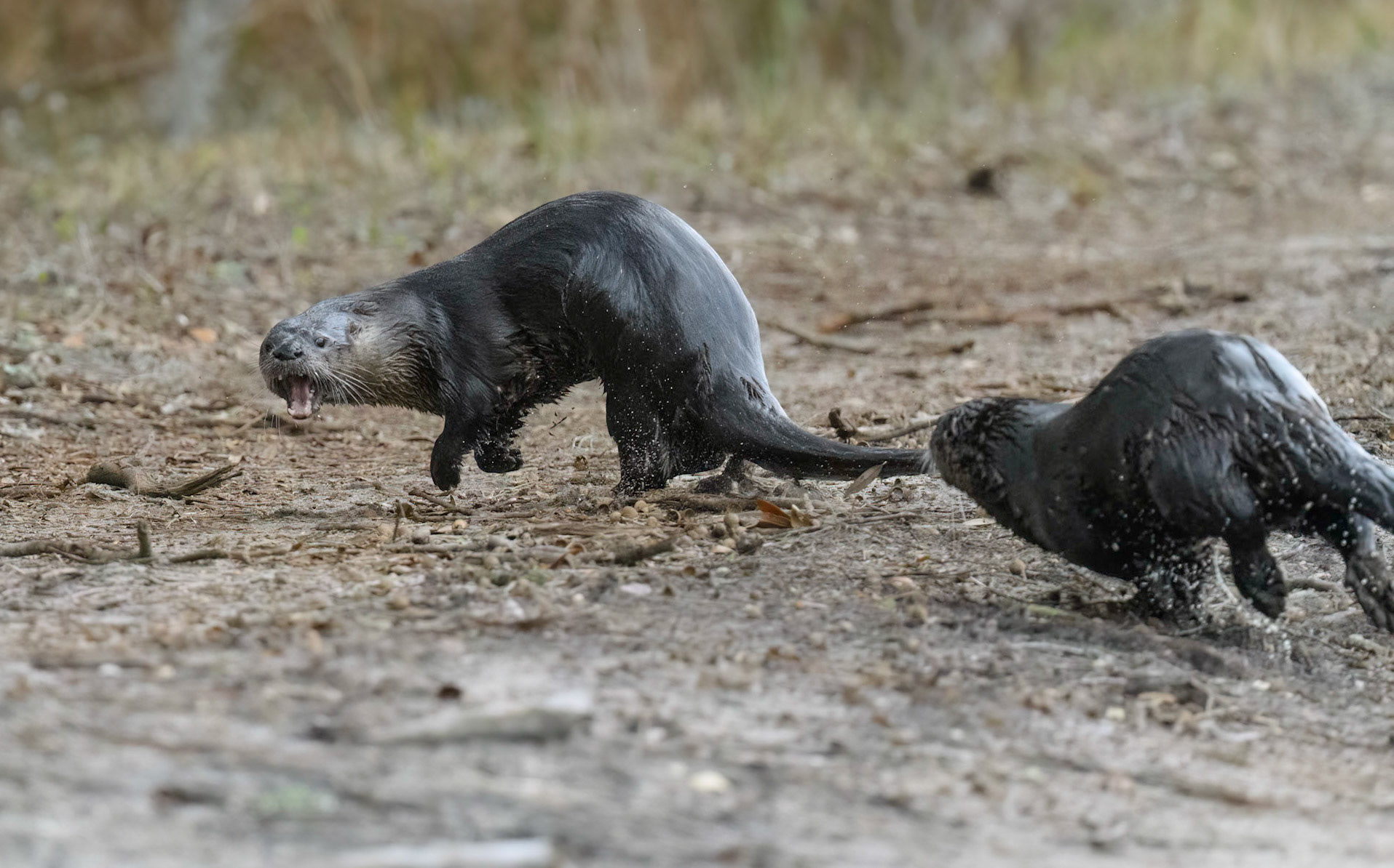 River Otters playing chase