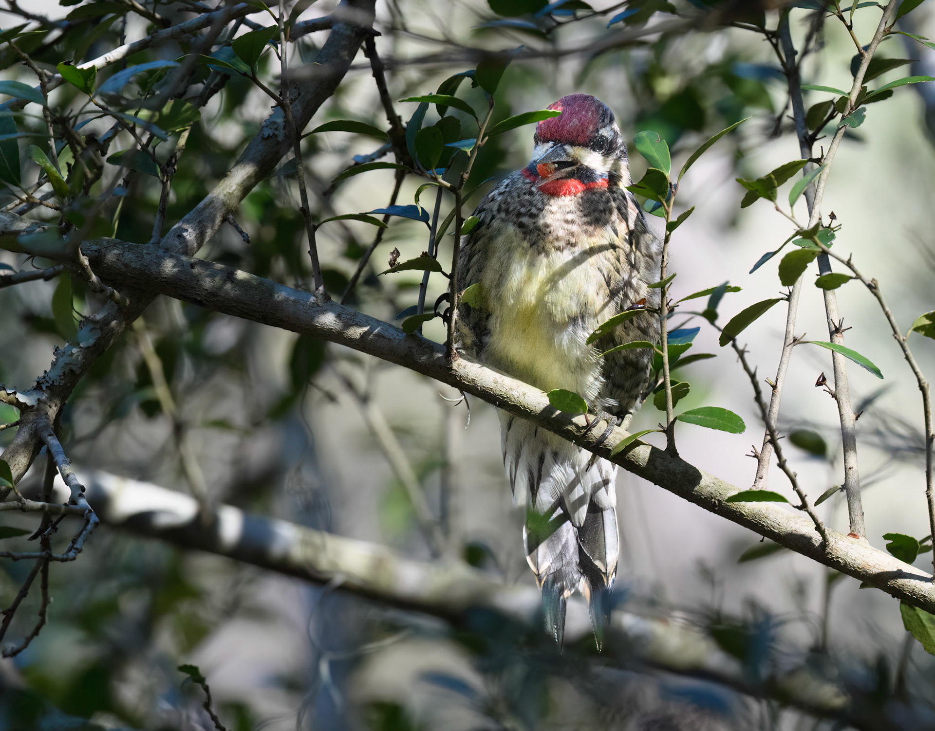 Yellow-Bellied Sapsucker