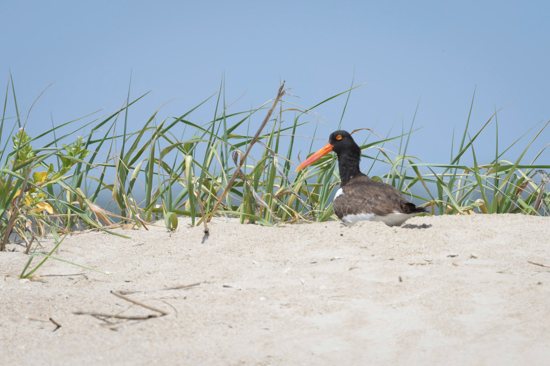 American Oystercatcher on her nest