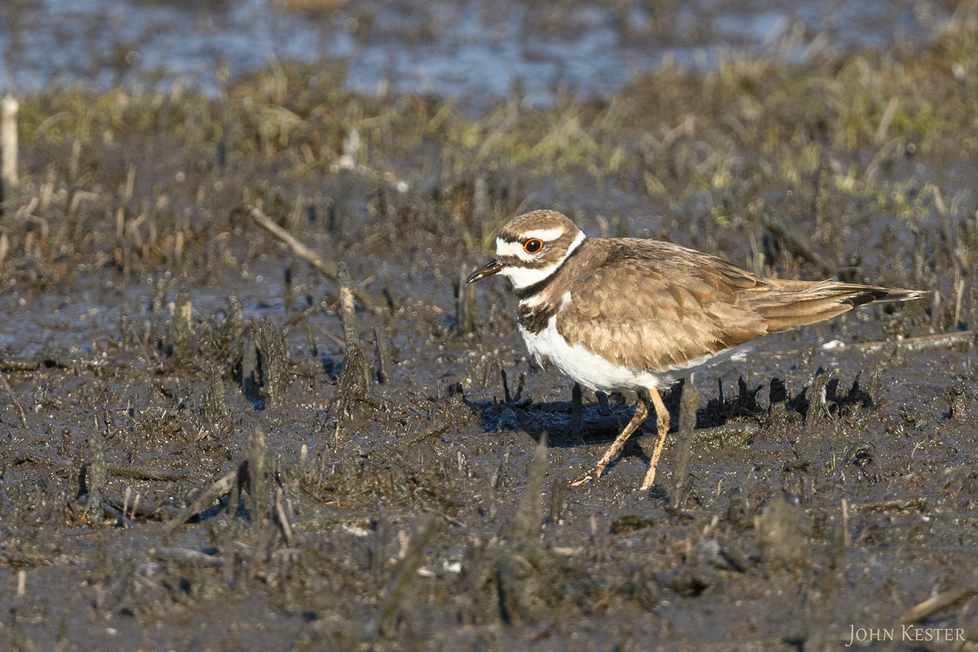 Kildeer