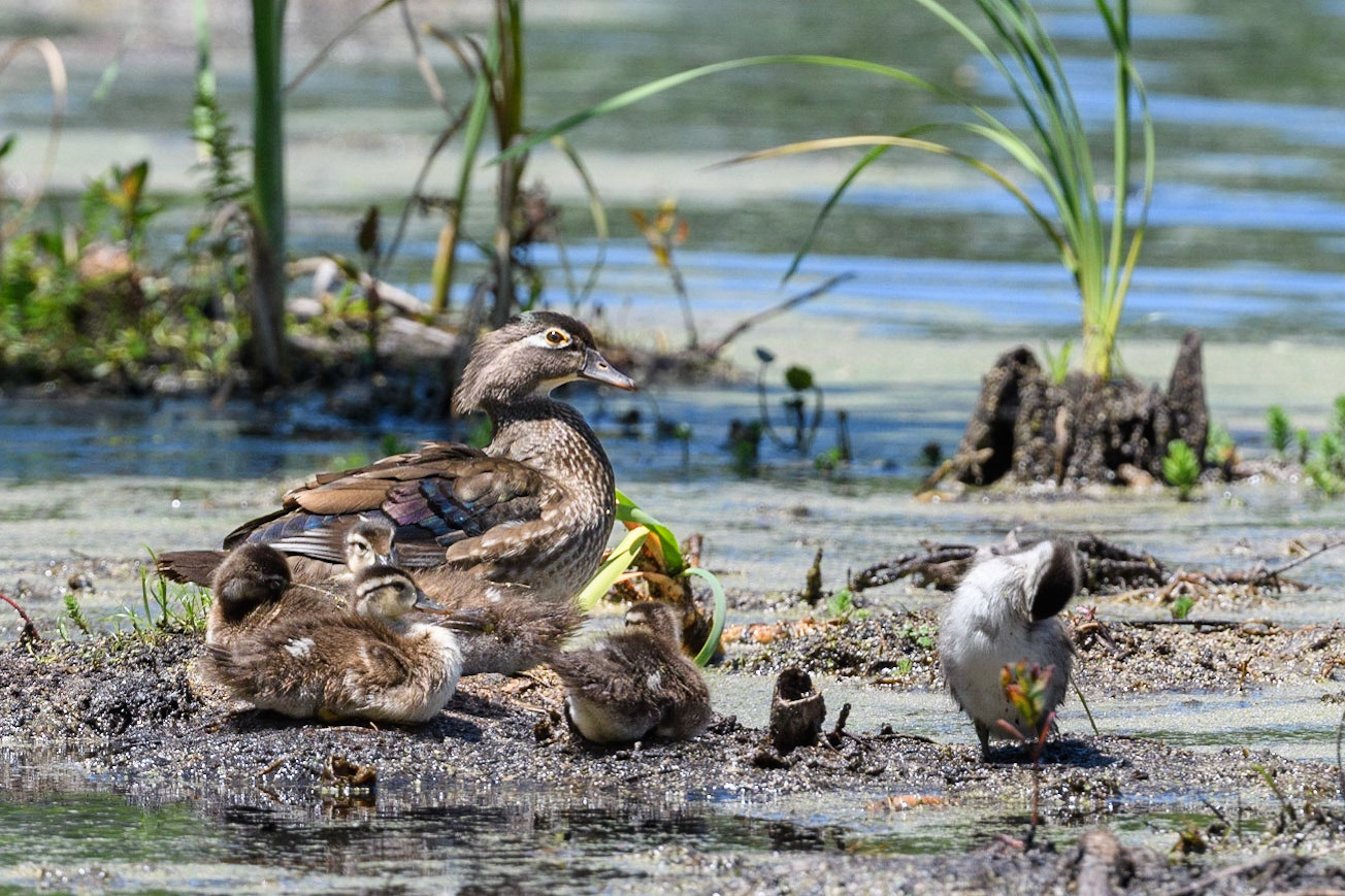 Wood Duck hen with young
