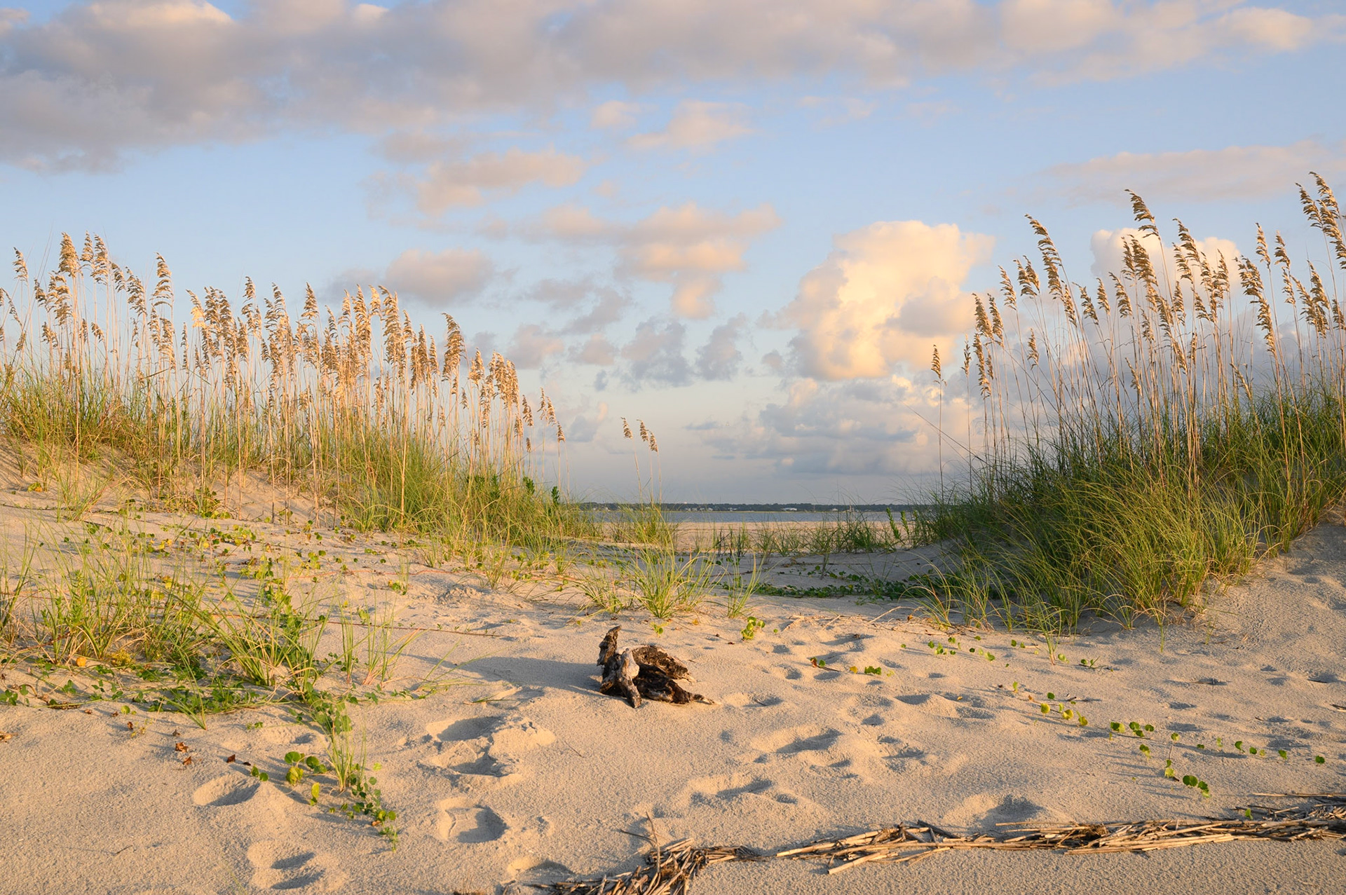Sea Oats on the dunes facing Oak Island