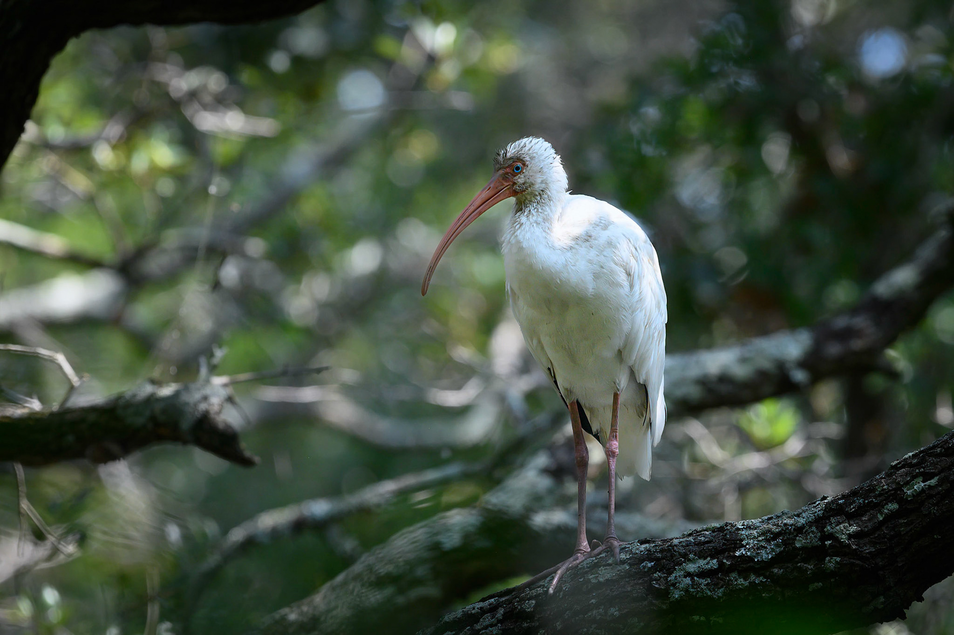 White Ibis in the woods