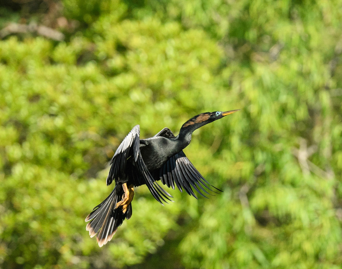 Anhinga