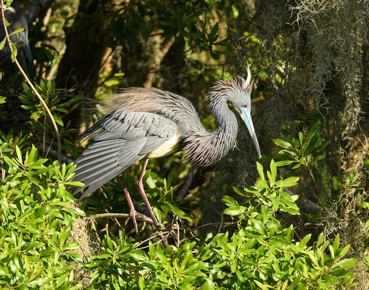 Tri-Colored Heron in breeding plumage