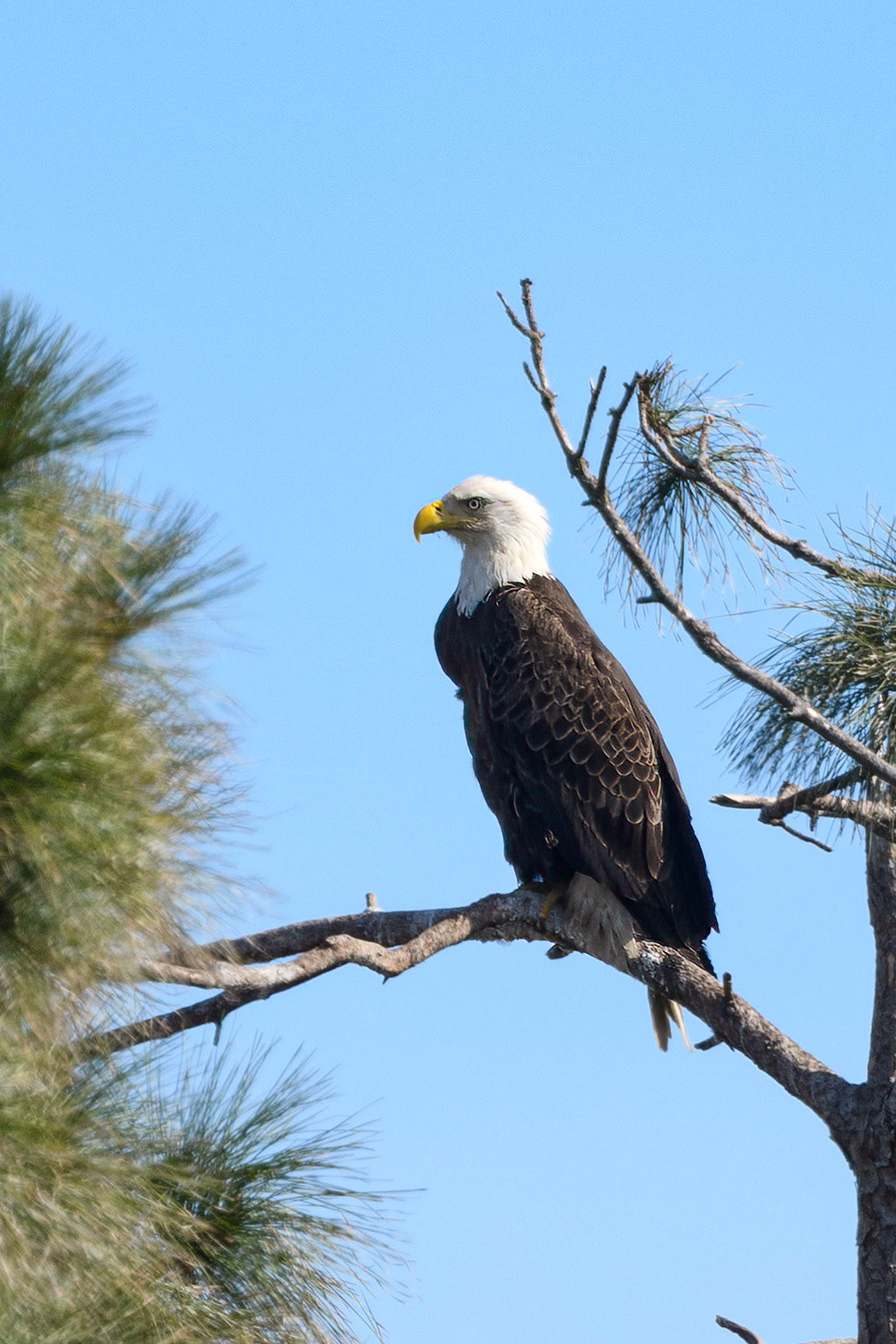 Bald Eagle