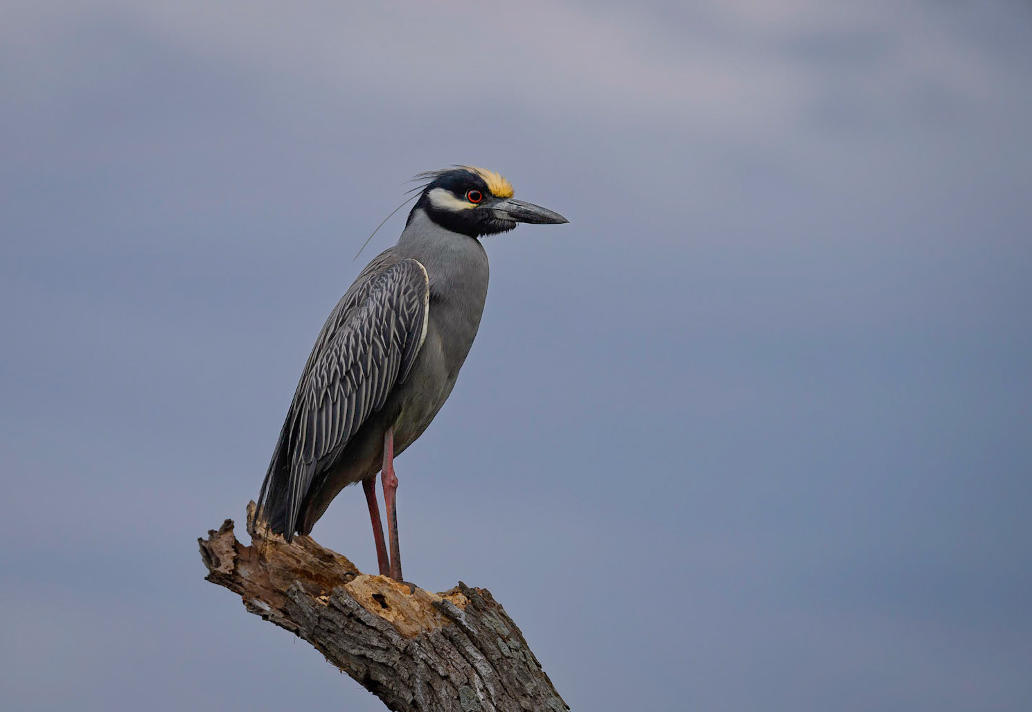Yellow-Crowned Night Heron