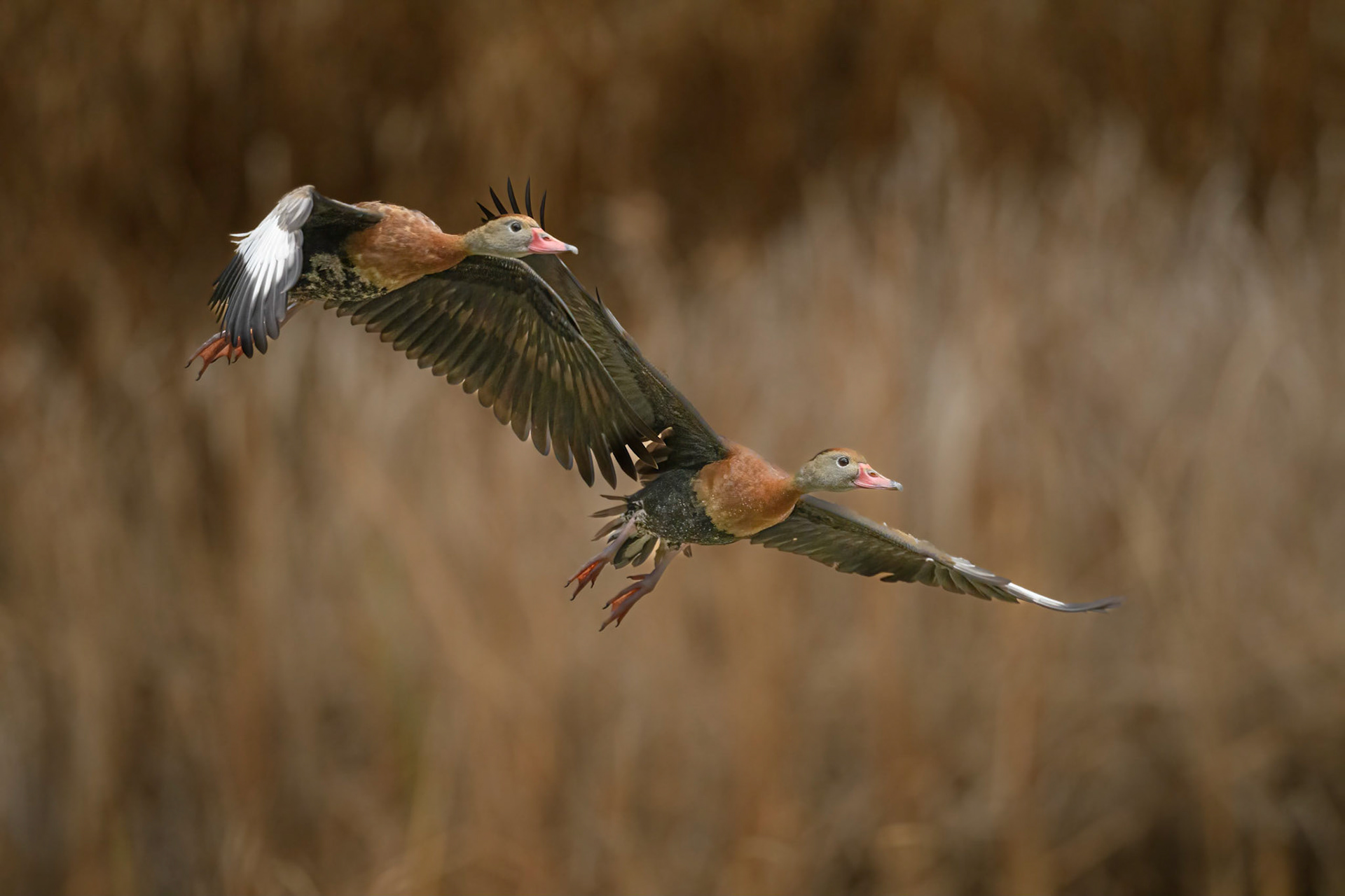 Black-Bellied Whistling Ducks