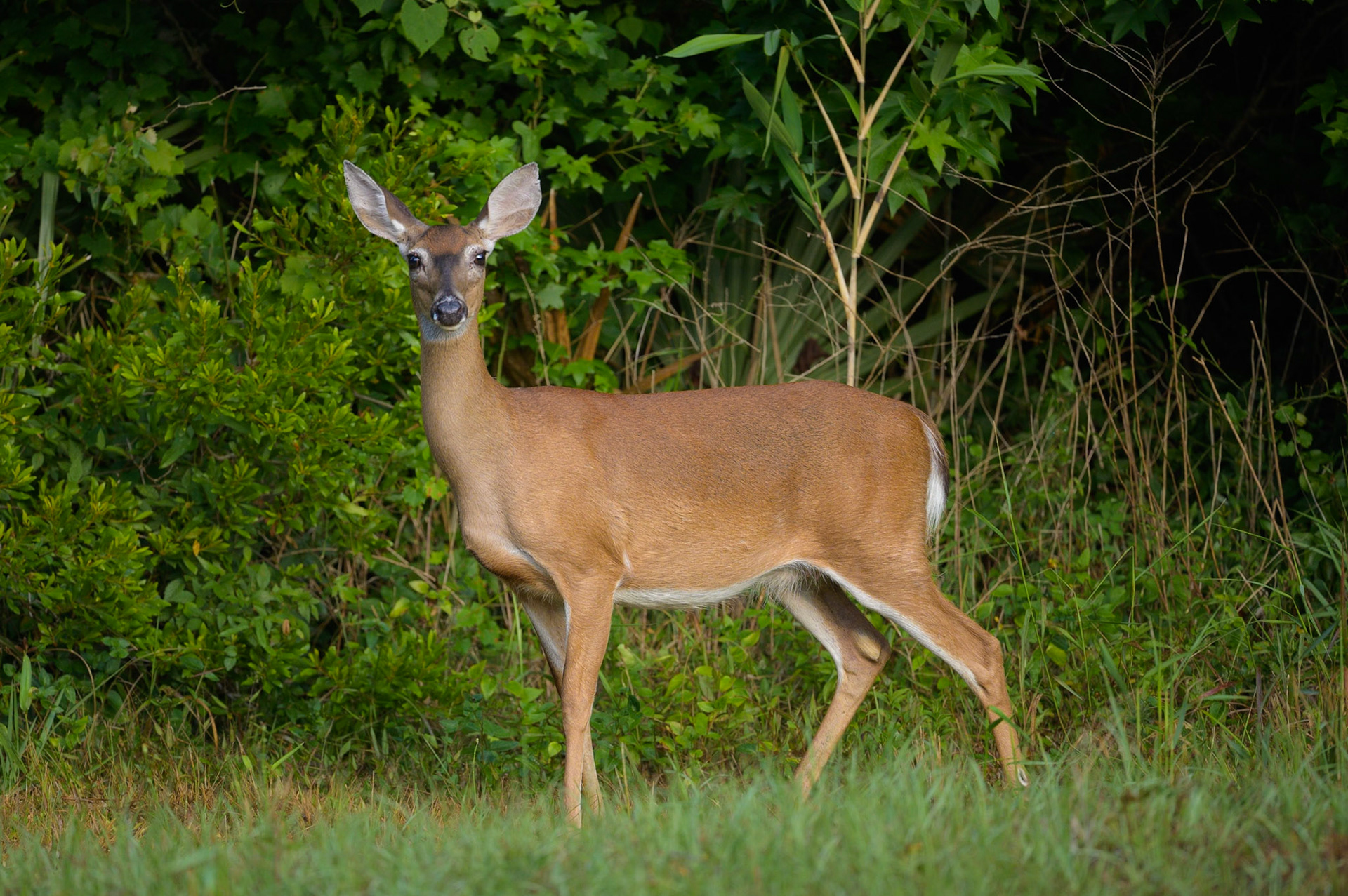 White-Tailed deer