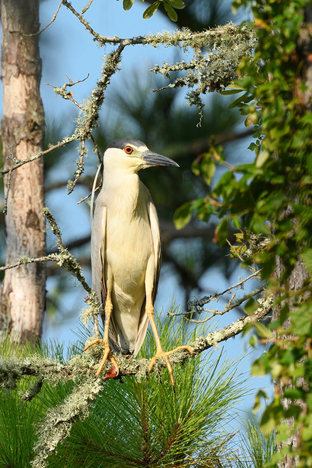 Black-Crowned Night Heron