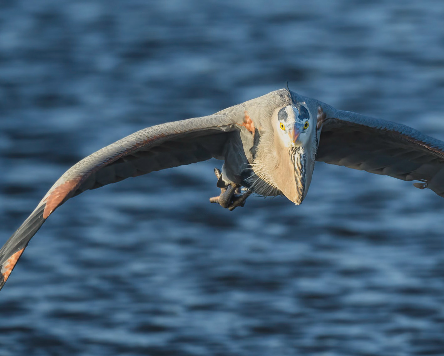 Great Blue Heron incoming