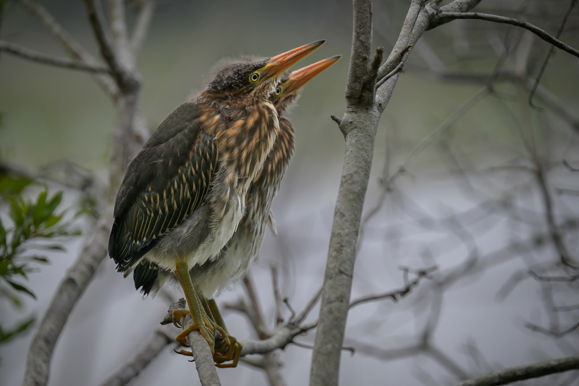 Recently fledged Green Heron siblings