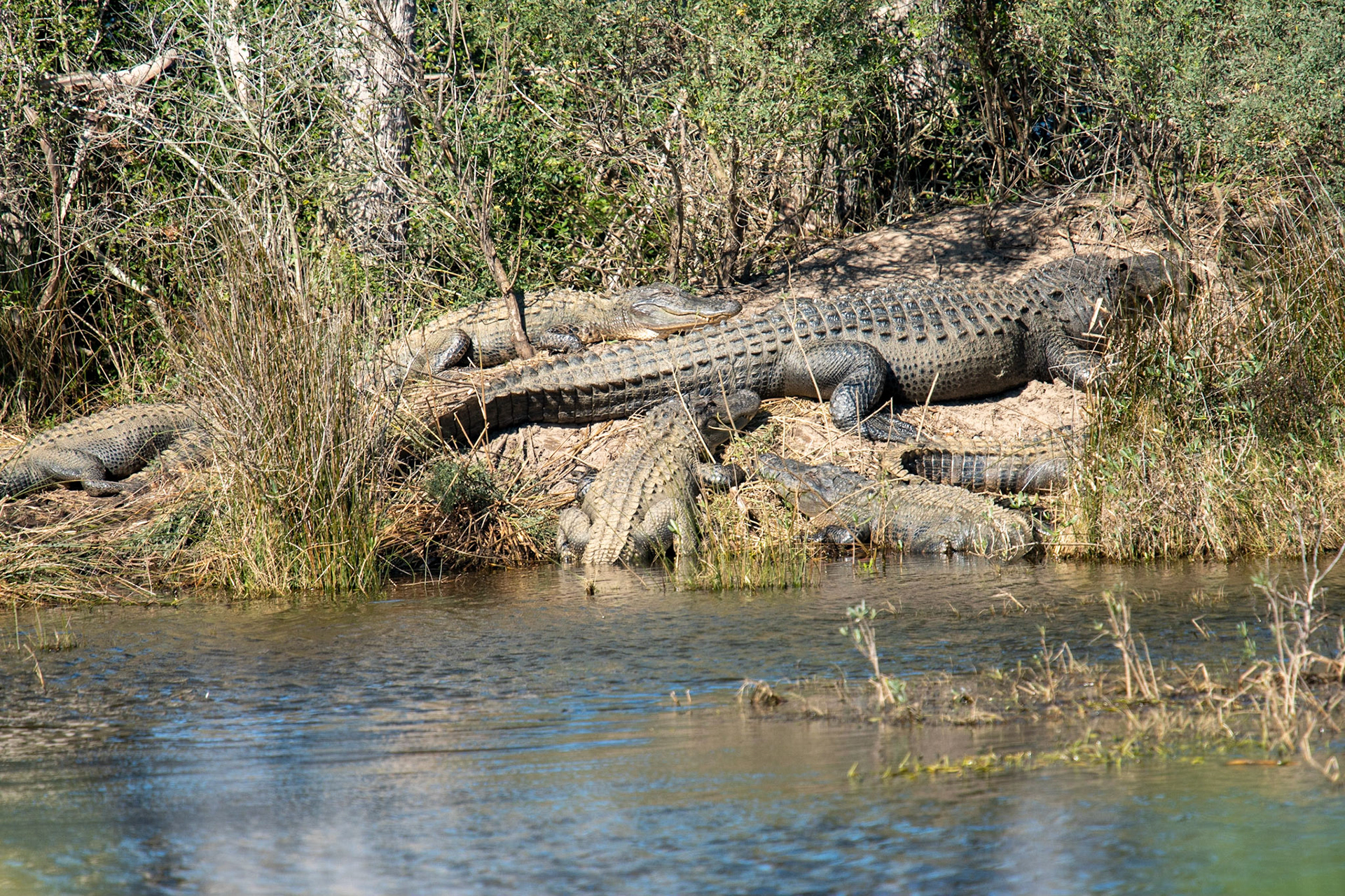 Alligators sunning