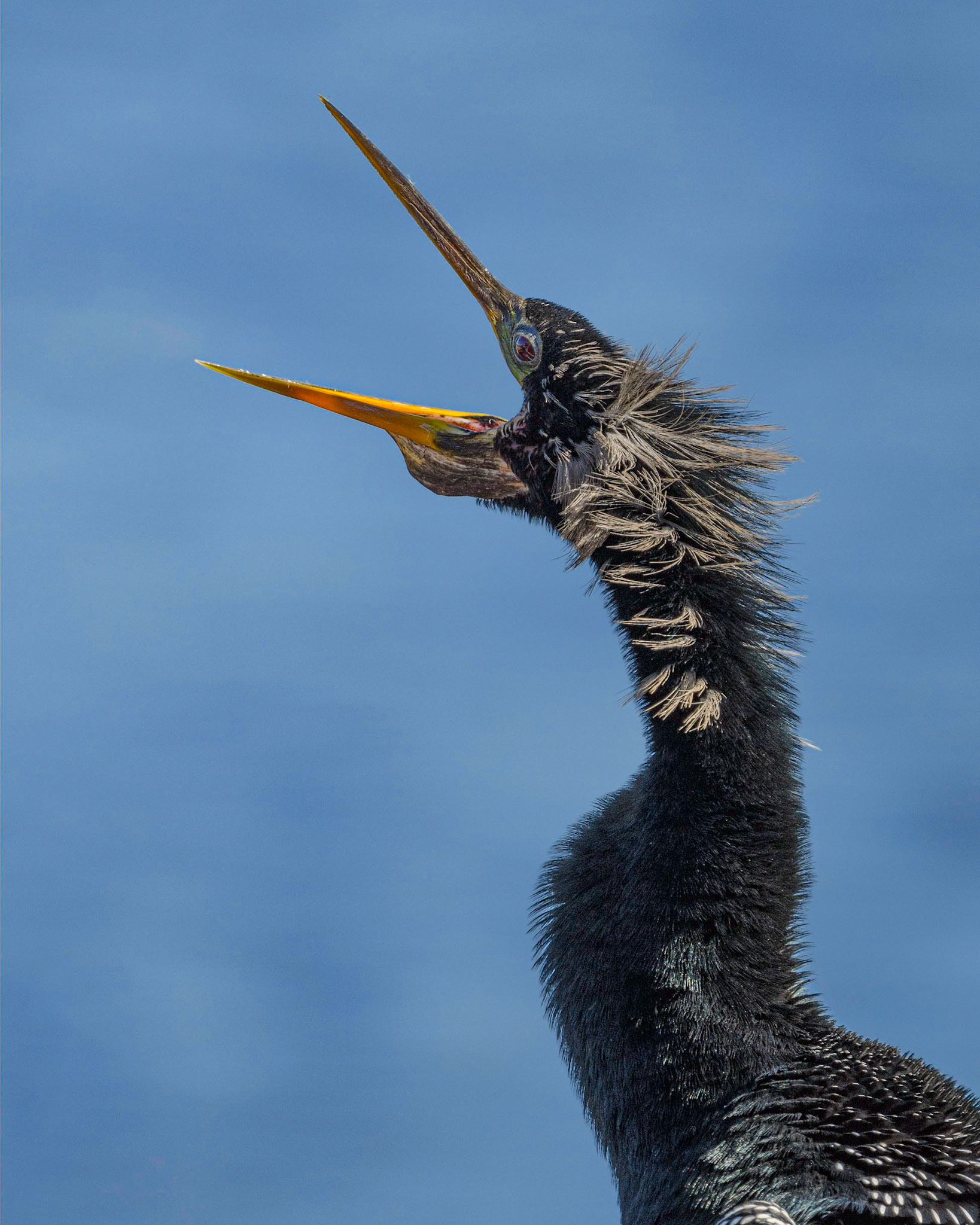 Anhinga