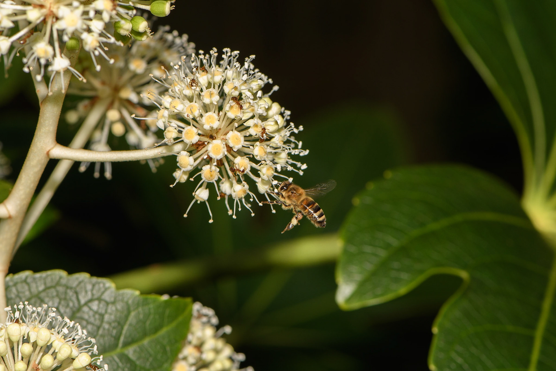 Bumble Bee on a Fatsia flower