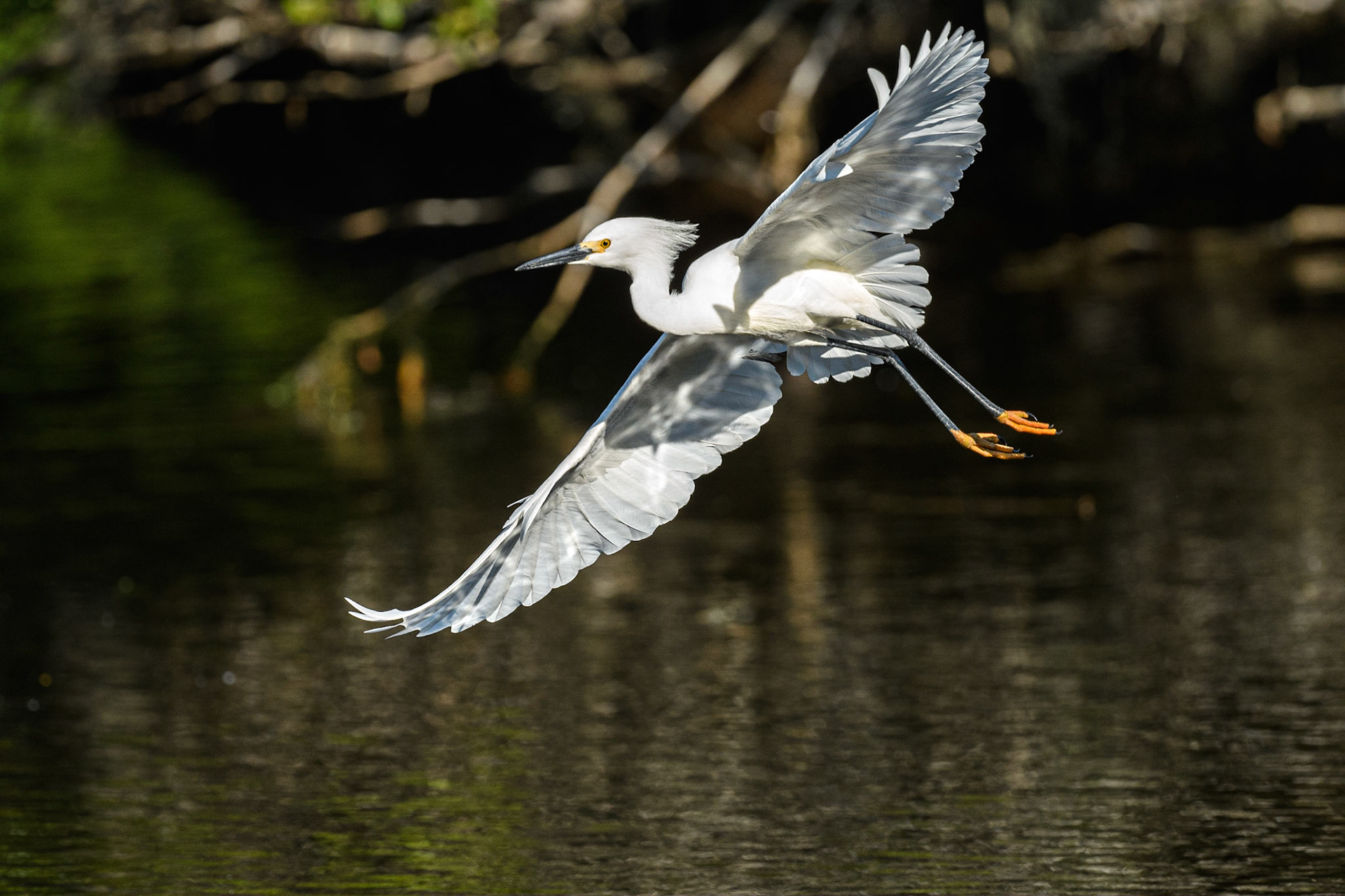Snowy Egret