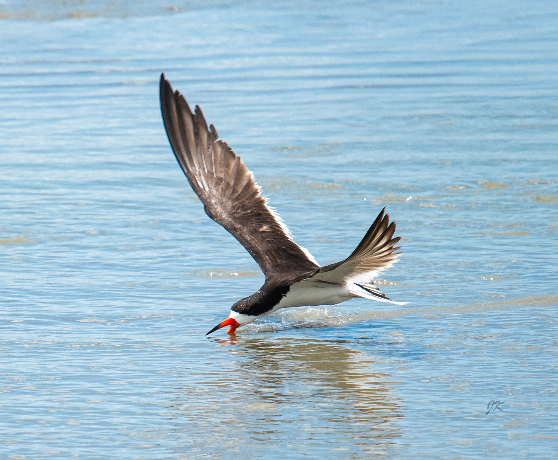 Black Skimmer skimming