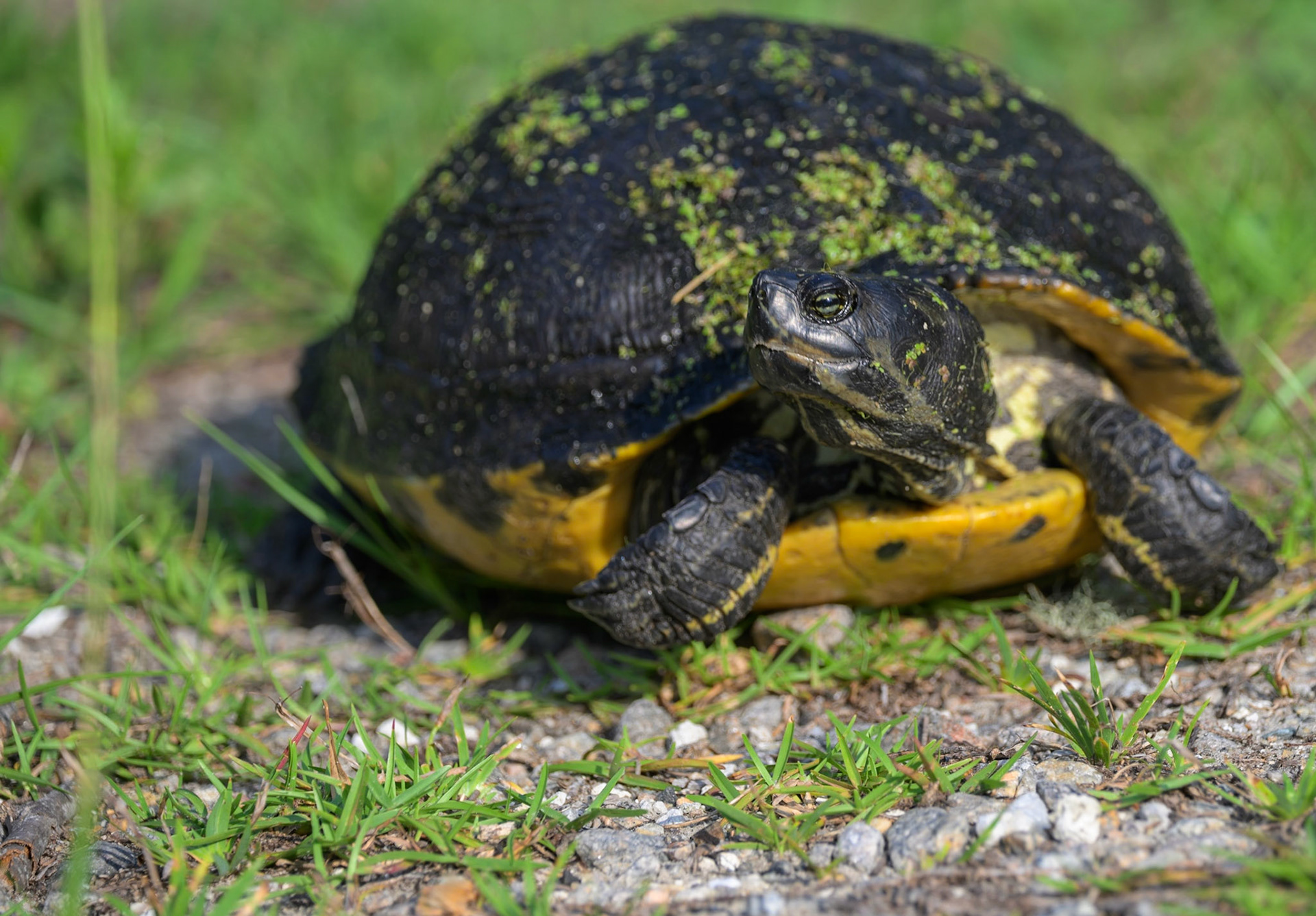Yellow-Bellied Slider