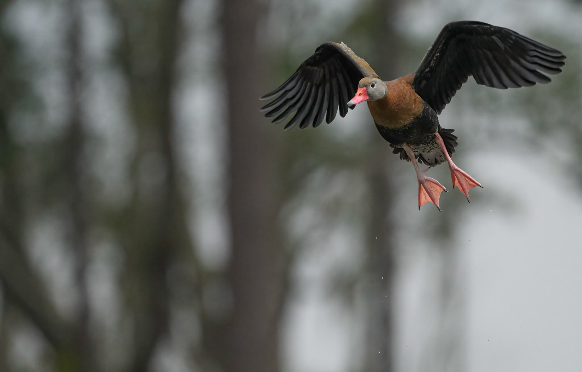 Black-Bellied Whistling Duck