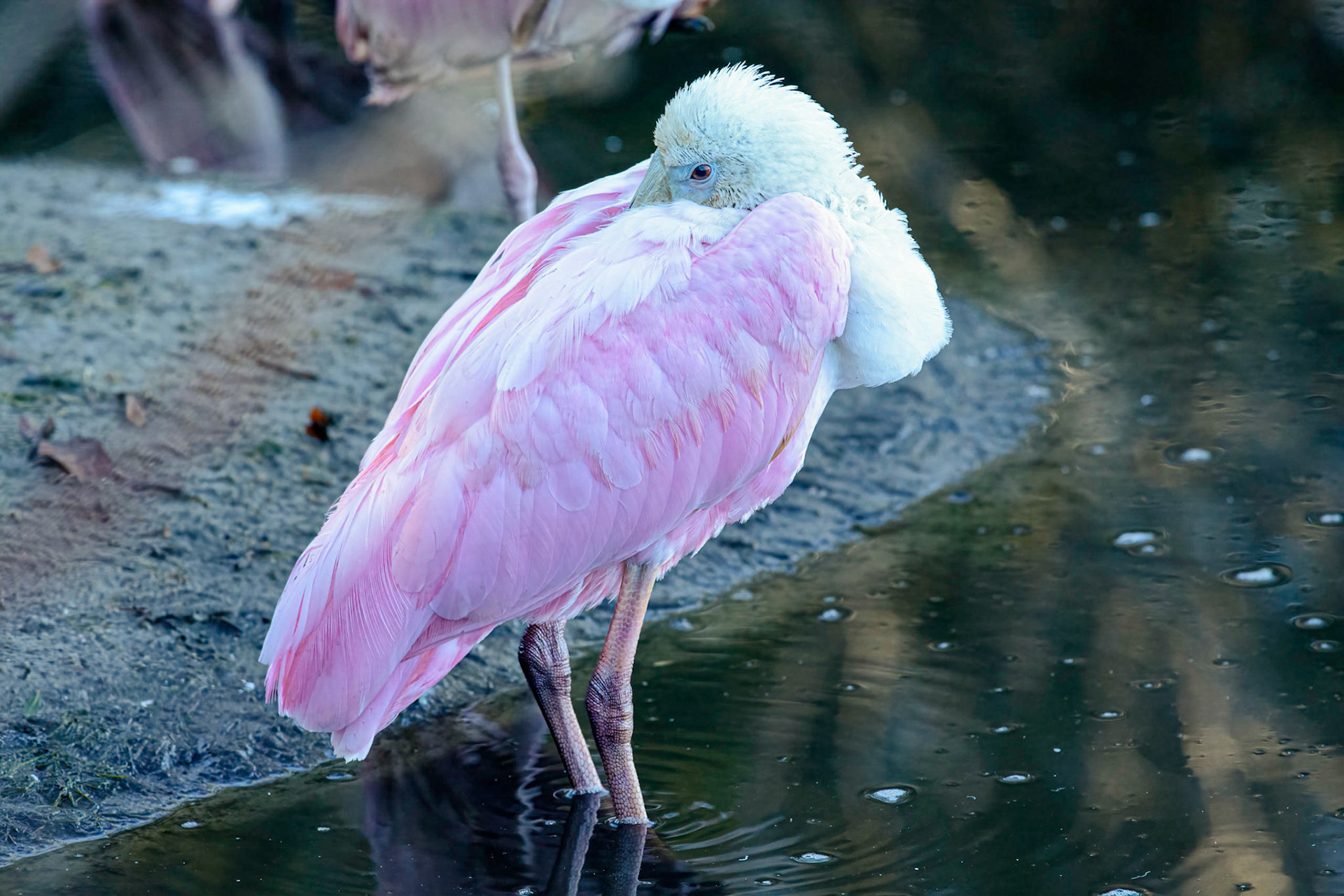Roseate Spoonbill