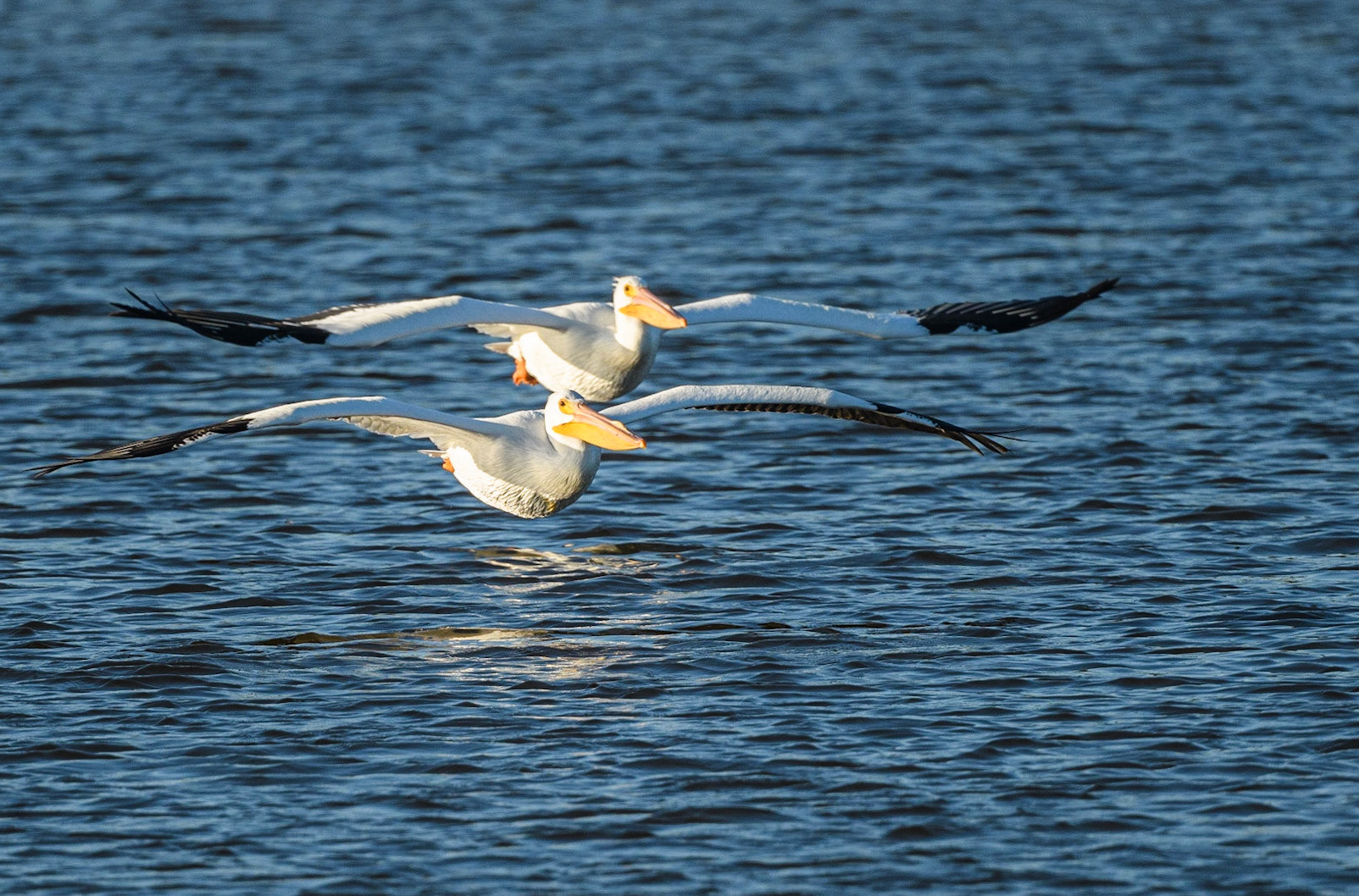 White Pelicans gliding