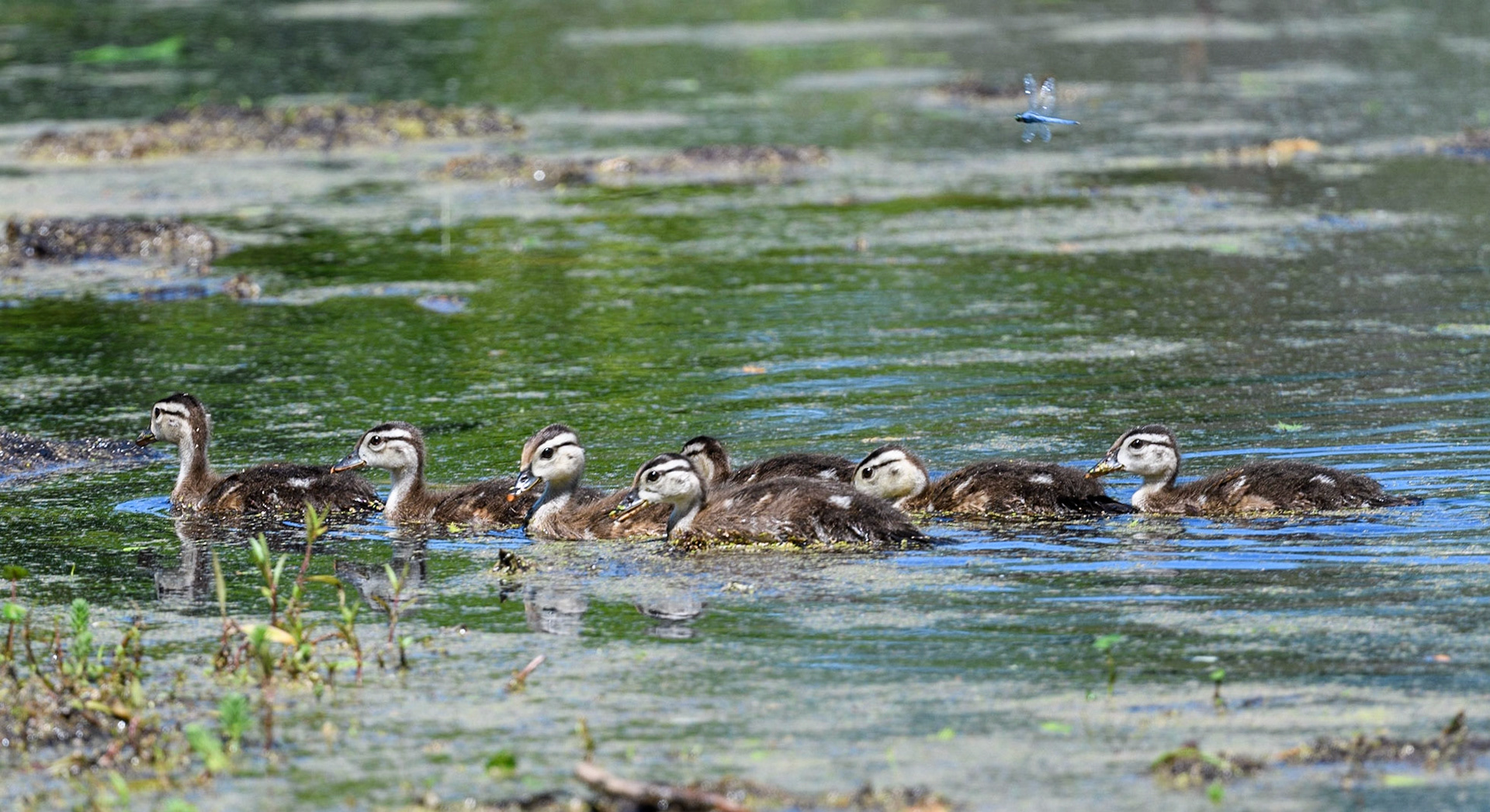 Wood duck brood with dragonfly watching from above