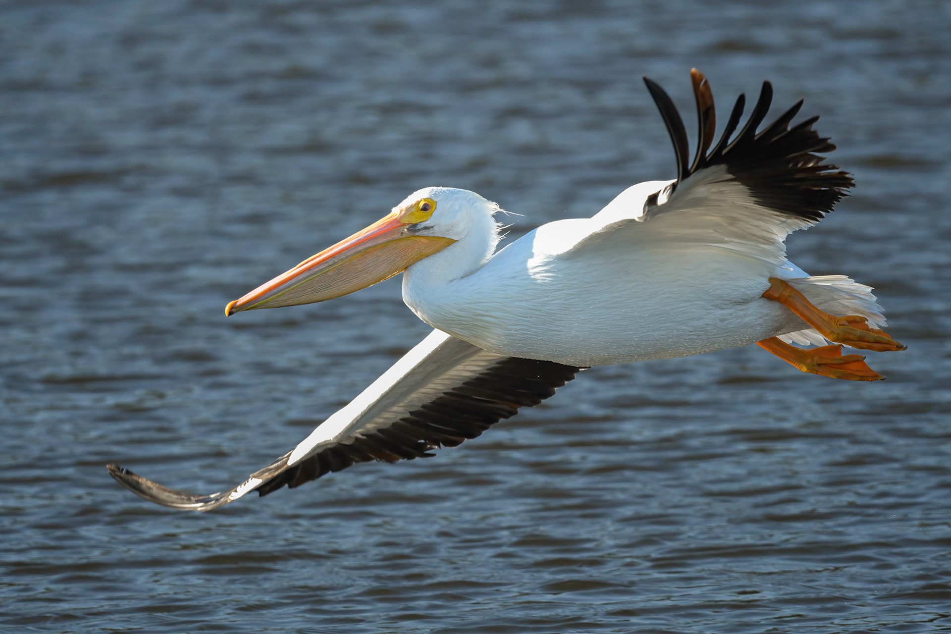 White Pelican cruising