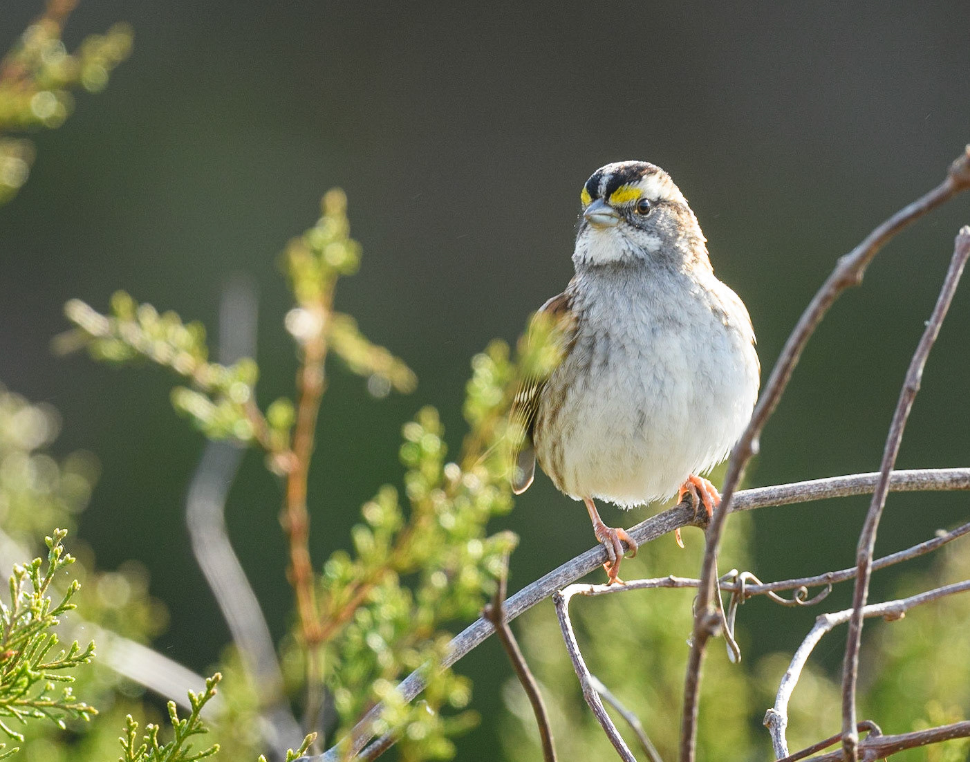 White -Throated Sparrow