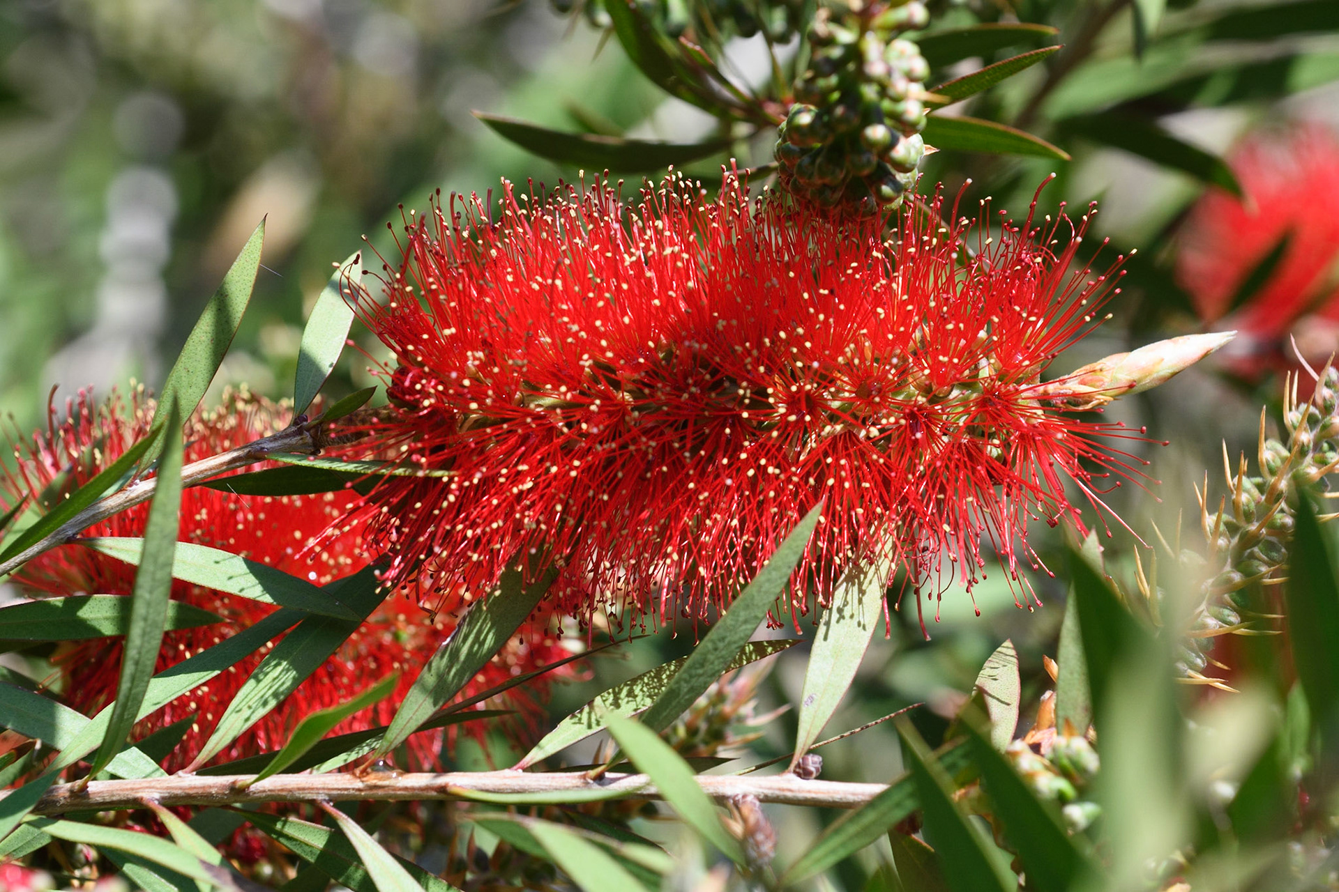 Crimson Bottlebrush
