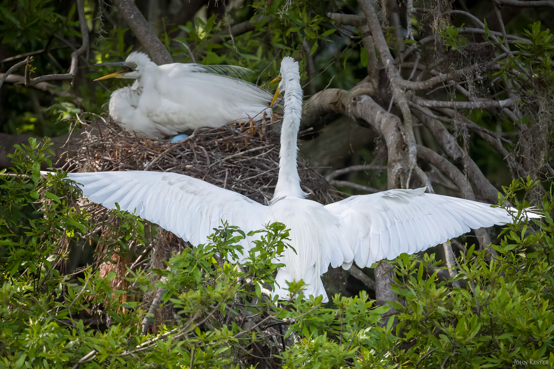 Nesting Great Egrets protecting their eggs