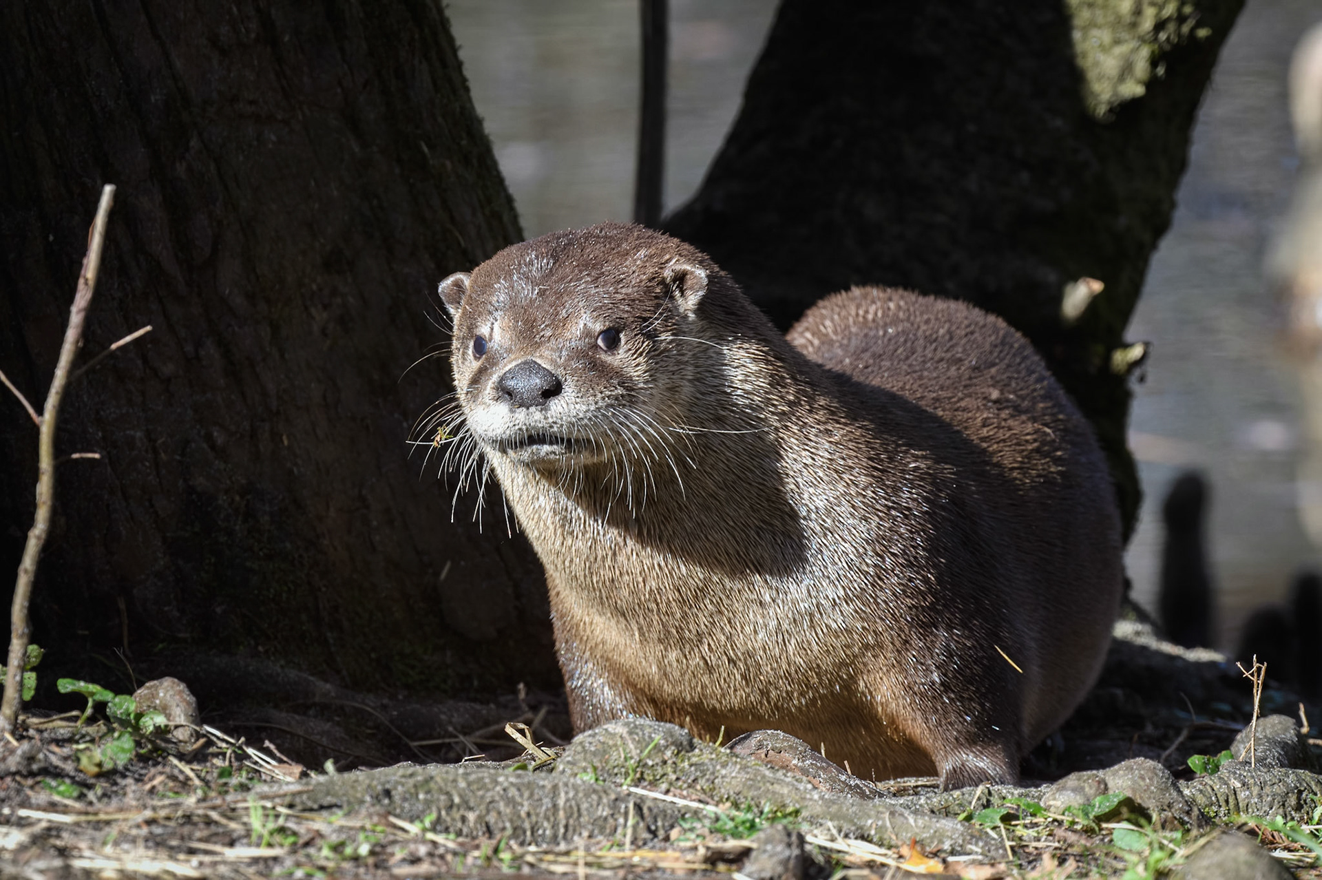 River Otter