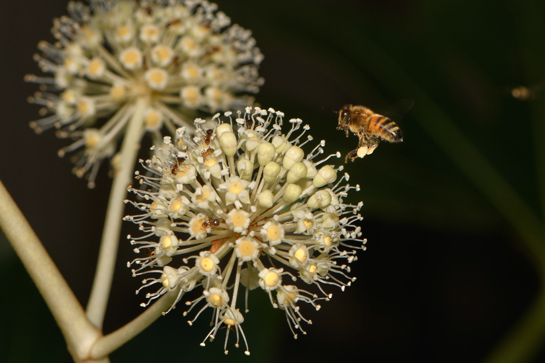 Bumble Bee on a Fatsia flower