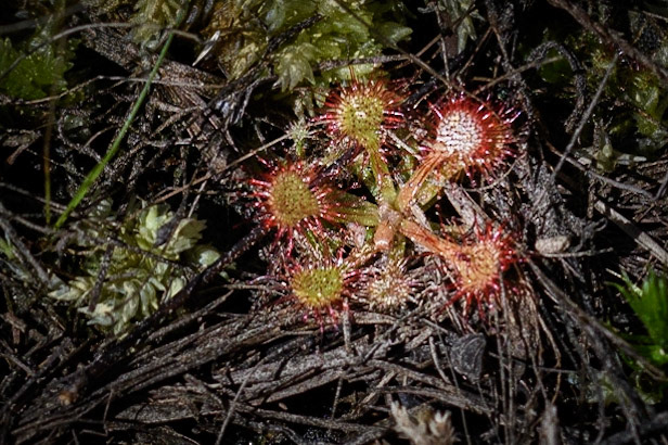 Sun Dew. A carnivorous plant.