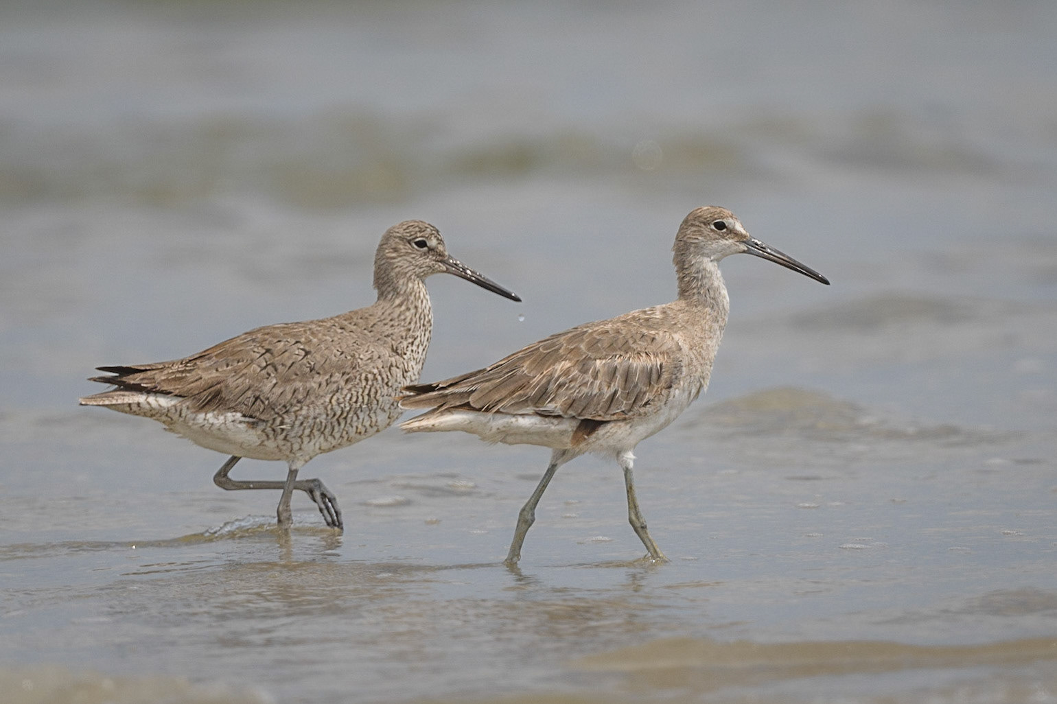 Pair of Willets out for a stroll