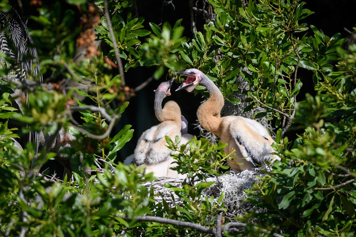 Anhinga chicks having a discussion