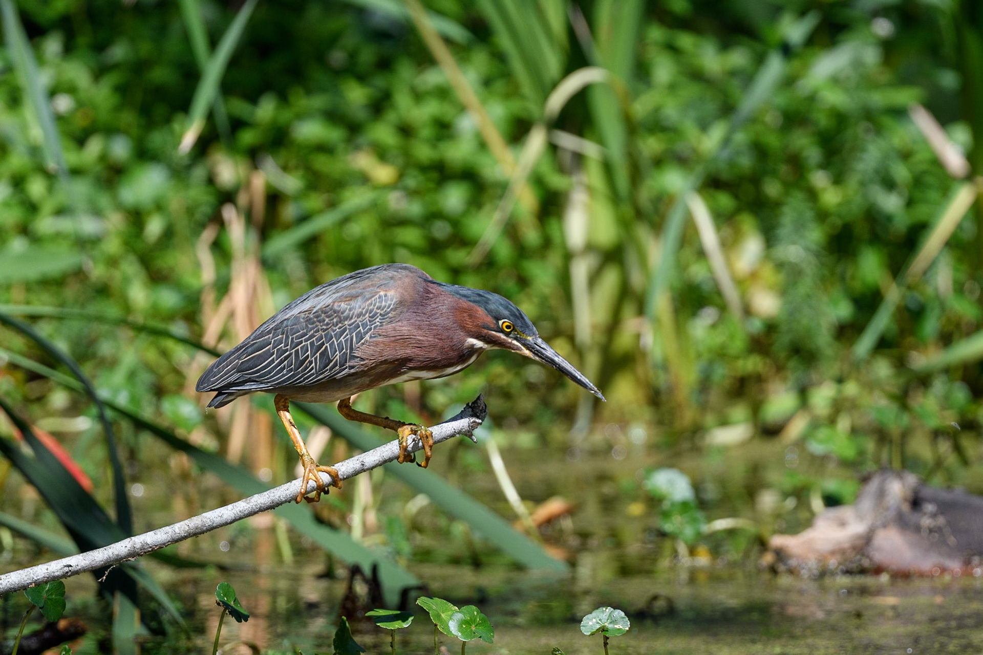 Green Heron stalking a meal
