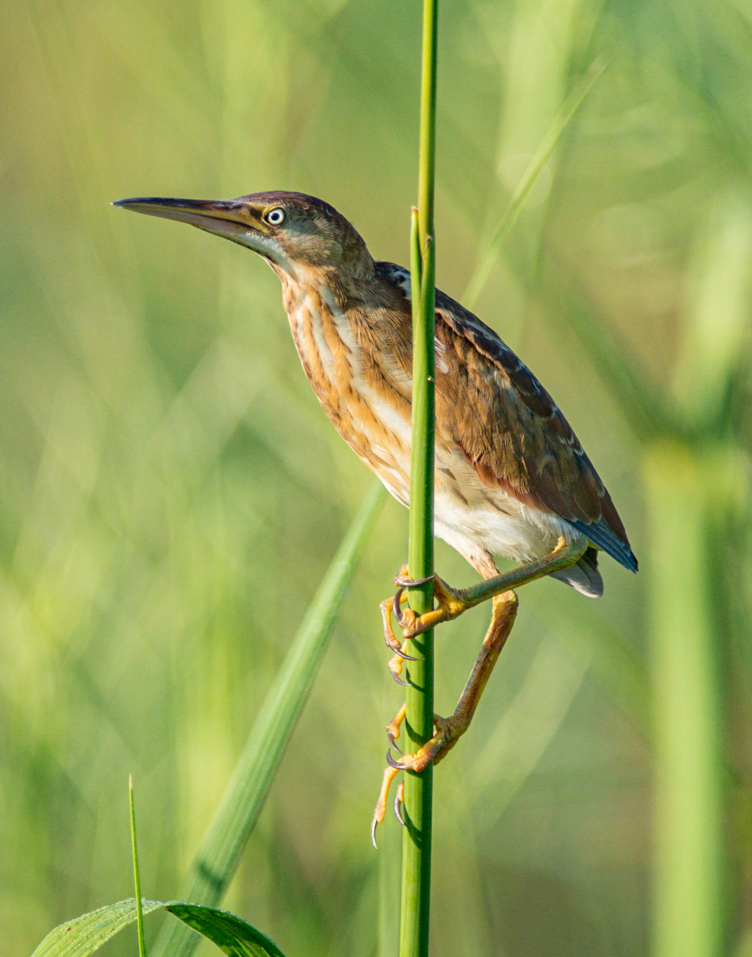 Least Bittern
