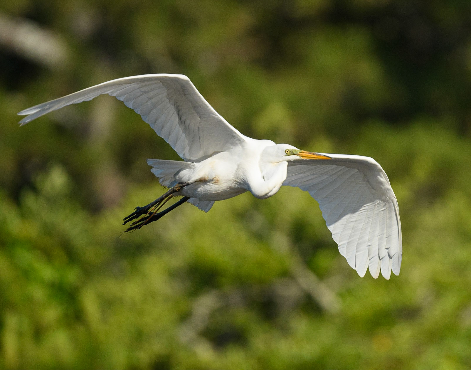 Great Egret
