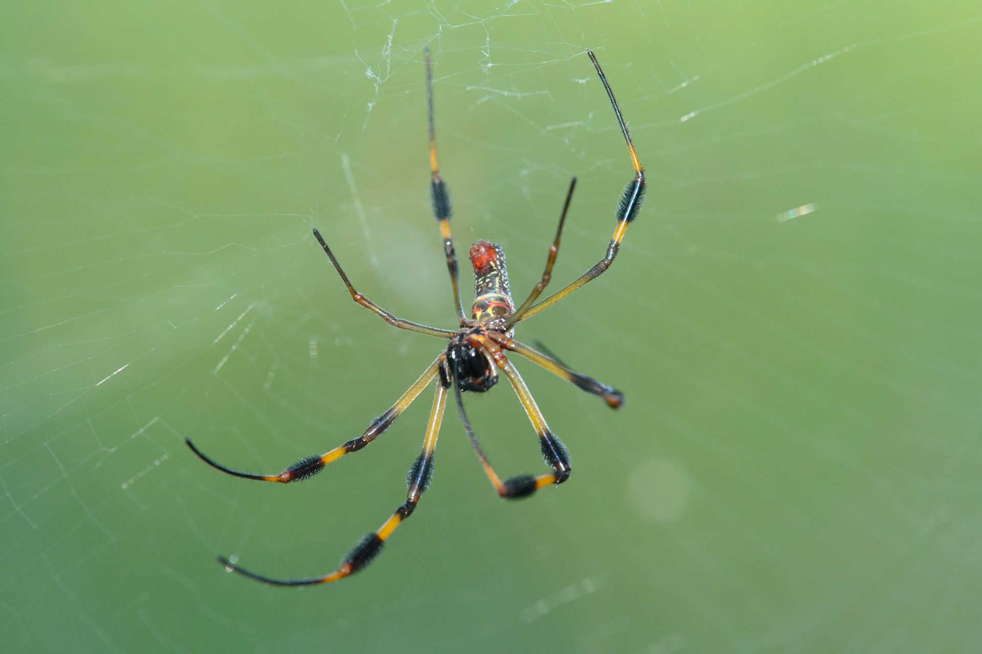 Golden Silk spider