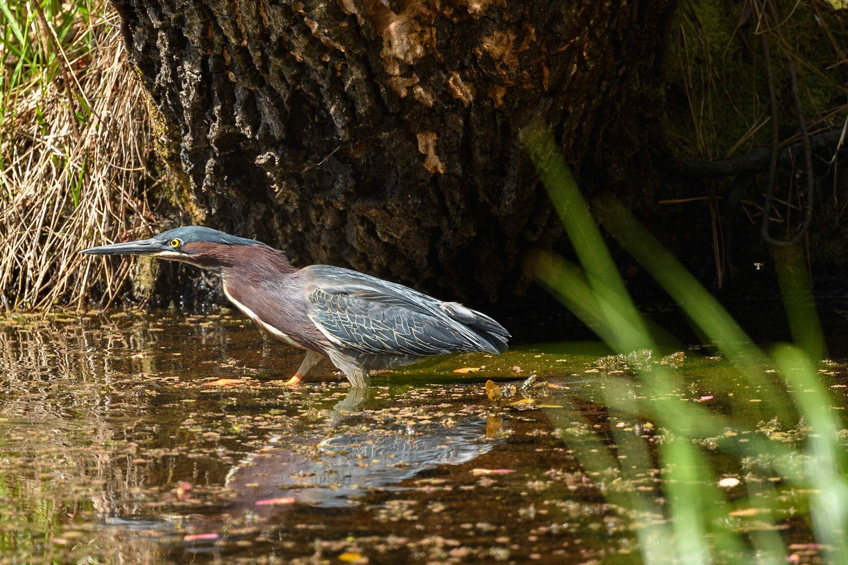 Green Heron
