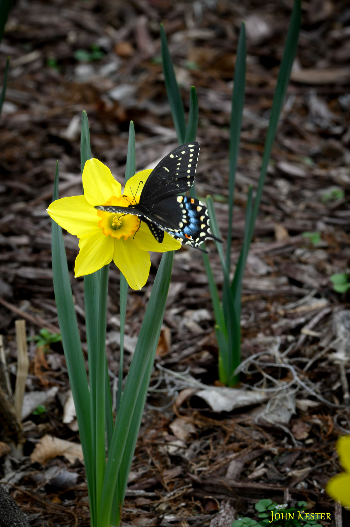 Black Swallowtail butterfly on a Daffodil