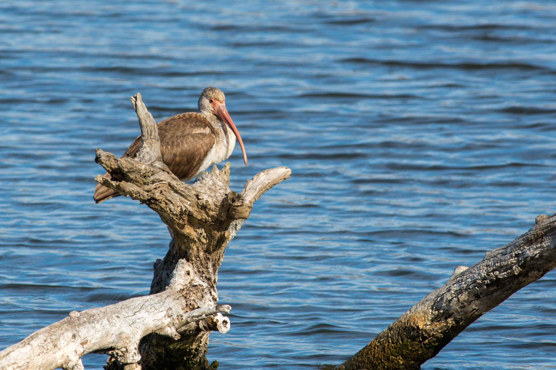 White Ibis (Immature)