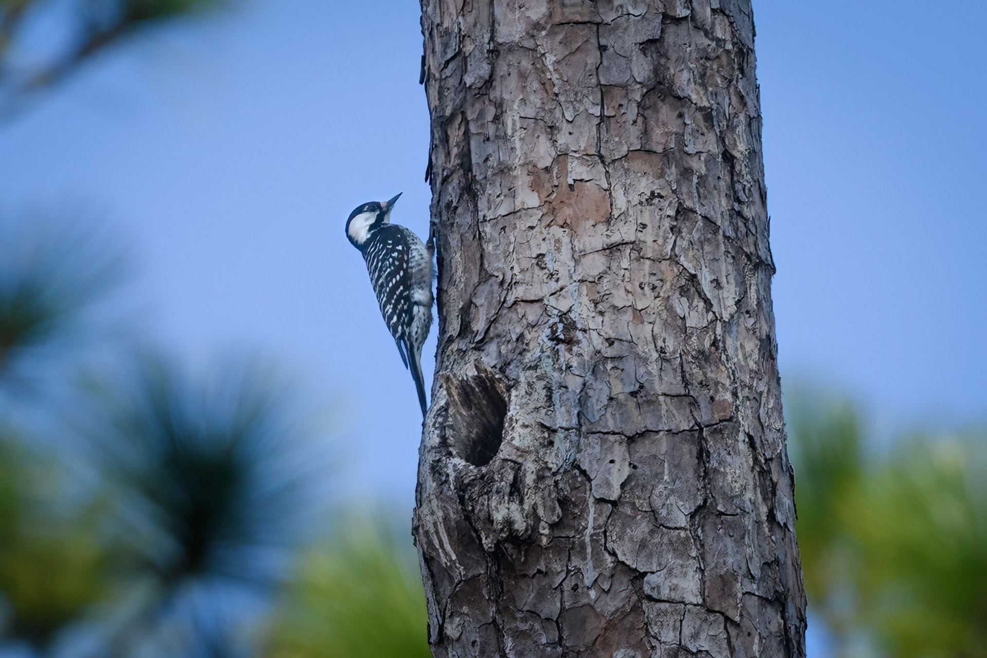 Red-Cockaded Woodpecker